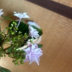 アジサイ『なごみ』