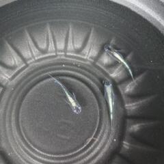 5/24めだか販売。の画像