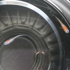 5/24めだか販売。の画像