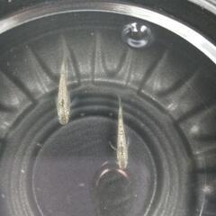 5/24めだか販売。の画像