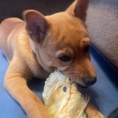 子犬里親