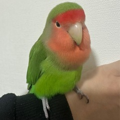 コザクラインコ探してます