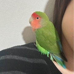 コザクラインコ探してます - 大阪市