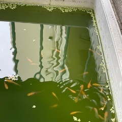 ヒメダカ　1匹　５０円