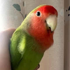 コザクラインコ探してます − 大阪府
