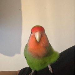 コザクラインコ探してます - 手伝って/助けて