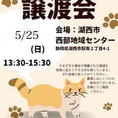 湖西市で保護猫譲渡会！5/25(日)