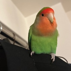 コザクラインコ探してます - 助け合い