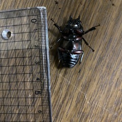 アカアシクワガダ　メスの画像