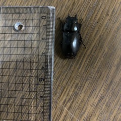 アカアシクワガダ　メス