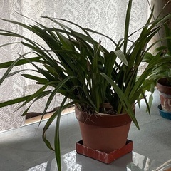 シンビジウムの画像