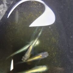 カブキメダカ雄3雌１