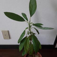 アボガド苗木　観葉植物　ガーデニングの画像
