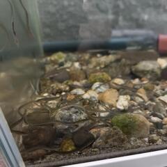 うなぎ  鰻   日本淡水魚  絶滅危惧種   熱帯魚の画像