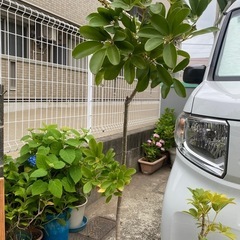 カポック　観葉植物　鉢植え