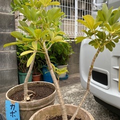カポック　観葉植物　鉢植えの画像