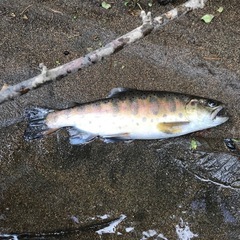 釣り仲間募集