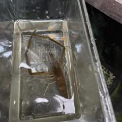 淡水魚    手長エビ     特大の画像