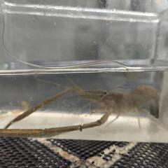 淡水魚    手長エビ     特大の画像