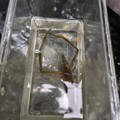 淡水魚    手長エビ     特大の画像