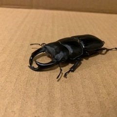 オオクワガタの画像