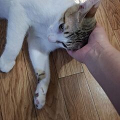 生後7ヶ月位　遊ぶ事、食べる事大好きなせいちゃん&もんちゃん【5...