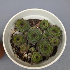 多肉〜センペルビウム🪴の画像