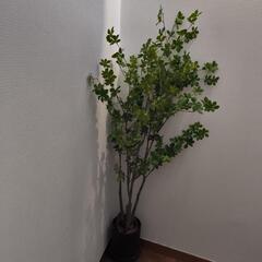 フェイクグリーン ドウダンツツジ ドラセナ コンシンネ カポック 157~160cmの画像