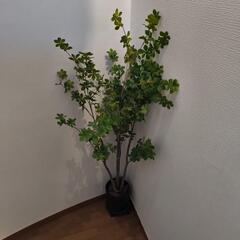 フェイクグリーン ドウダンツツジ ドラセナ コンシンネ カポック 157~160cmの画像