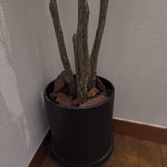 フェイクグリーン ドウダンツツジ ドラセナ コンシンネ カポック 157~160cmの画像