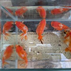 金魚🌈らんちゅう5匹🌷3歳🌱約6〜7㌢オス