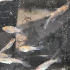 メダカ◯三色系鰭長◯めだかの画像
