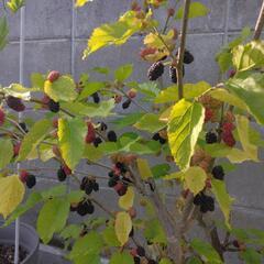 スイートマルベリー　西洋桑　現在実り中　桑の葉茶の画像