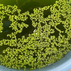 浮き草　一盛り