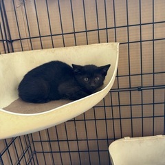 至急  可愛い黒猫ちゃん  約2ヶ月