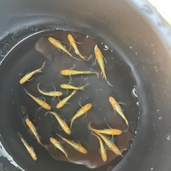 サンシャイン　メダカ