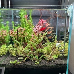 アクアリウム　水草5本セット