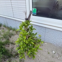 庭木　植栽　譲ります　どれでも可能　お気軽に相談ください 6月までの画像