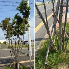 庭木　植栽　譲ります　どれでも可能　お気軽に相談ください 6月までの画像