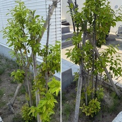 庭木　植栽　譲ります　どれでも可能　お気軽に相談ください 6月までの画像