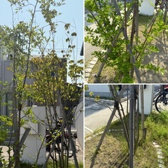 庭木　植栽　譲ります　どれでも可能　お気軽に相談ください 6月までの画像