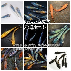 メダカ稚魚 高級メダカ含むミックス 約20匹セット