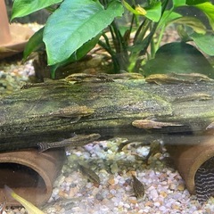 熱帯魚　オトシンクルスネグロの画像