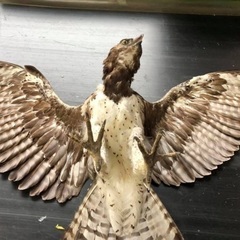 ゴマバラワシの剥製の画像