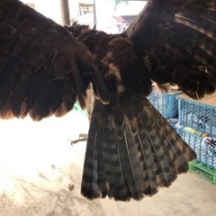 ゴマバラワシの剥製の画像