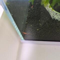 【募集中】エビ　3色　シュリンプ　5匹まとめての画像