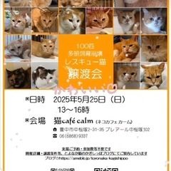 5月25日豊中市猫多頭飼育崩壊の子達の譲渡会