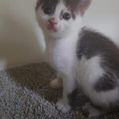 子猫　（ハチワレ）家族に迎えてください