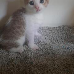 子猫（白ハチワレ）家族に迎えてください