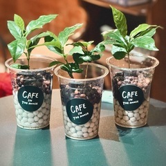 観葉植物　コーヒーの木　カフェラテ仕様